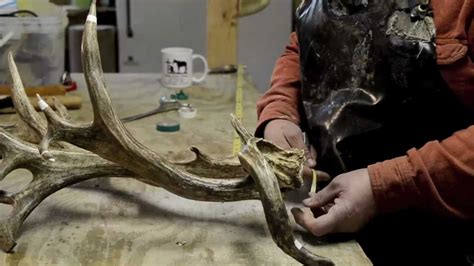 World Record Mule Deer Shed Youtube