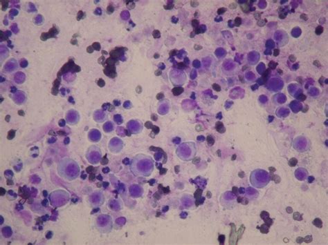 Cytology Common Neoplastic Skin Lesions In Dogs And Cats