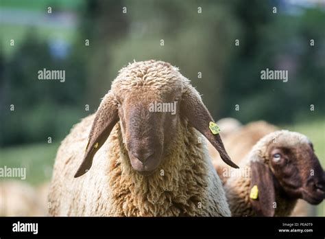 Braunes Schaf Hi Res Stock Photography And Images Alamy