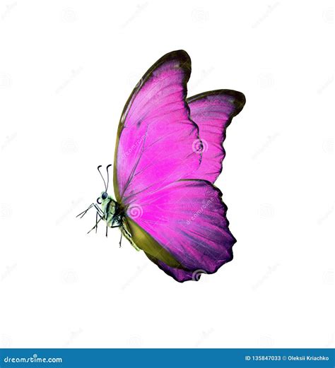 Bright Pink Morpho Butterfly Isolated On White Stock Image Image Of