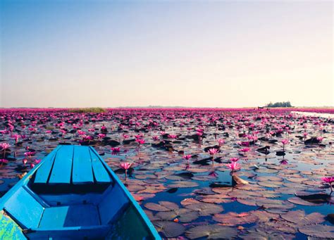 Theres A Lake Of Pink Lotus Flowers In Thailand And Its Ridiculously