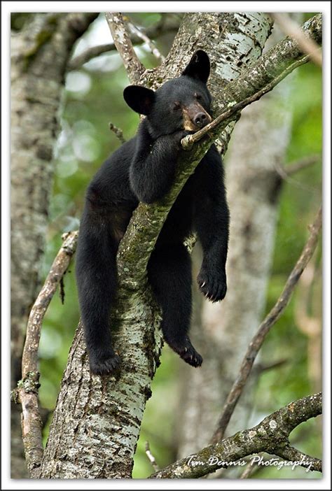 So Cute Black Bears In Minnesota Photography Bear Bear Cubs