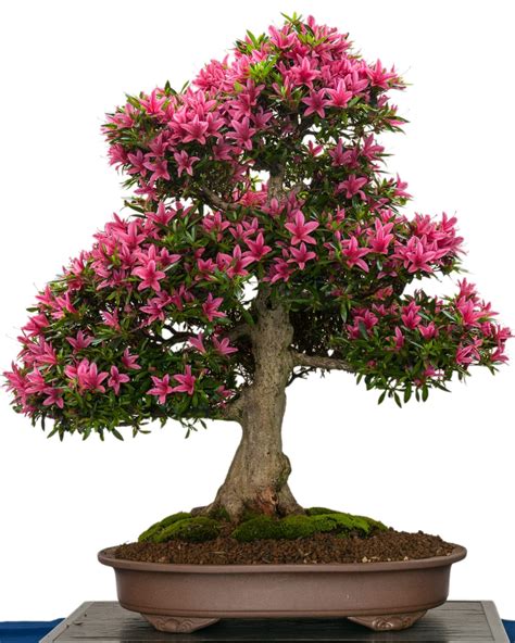 Keeping your bonsai tree indoors allows you to bring a sense of calm and confidence to your home or office, and knowing that your indoor bonsai tree was created and artistically nurtured with. Flowering Bonsai Trees