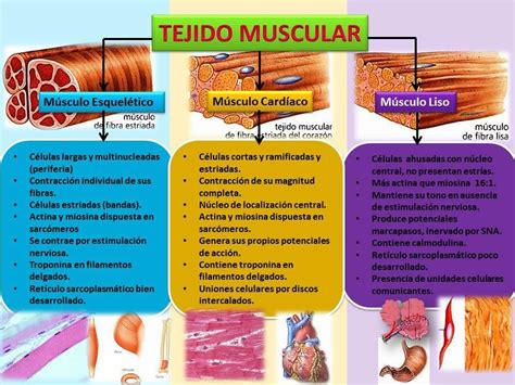 Tejidos Musculares Tipos Tejido Muscular Tipos De Musculos Dia De