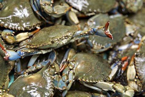 Nc Live Blue Crabs From Masonboro Sound Blue Crab Crab Fresh Seafood