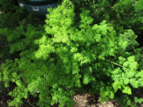 Makes a great shade or street tree. Shade Plants for Central Texas | Lisa's Landscape & Design