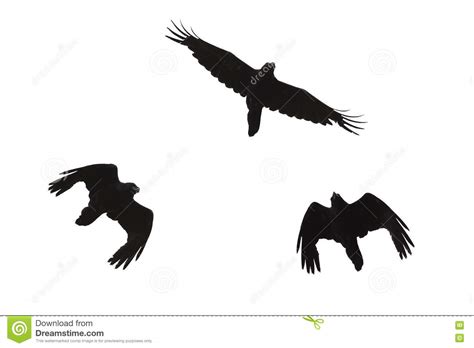 Black Silhouette Of A Raven In Flight On A White Isolated Background