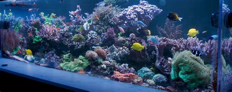 Andrews 1000 Gallon Mixed Reef Aquarium In Las Vegas