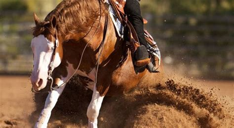 The Reining Files Five Common Questions Answered Slo Horse News