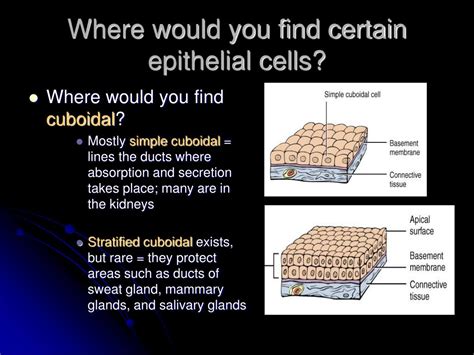 Ppt Simple Squamous Epithelial Powerpoint Presentation