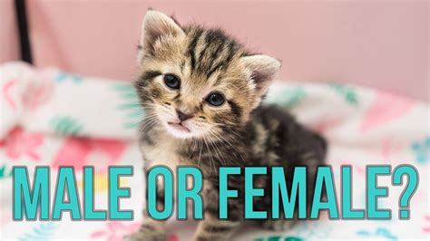Well, in this video i share with you all of the signs your cat could be pregnant. Male or Female? How to Tell the Sex of a Kitten! - Cats ...