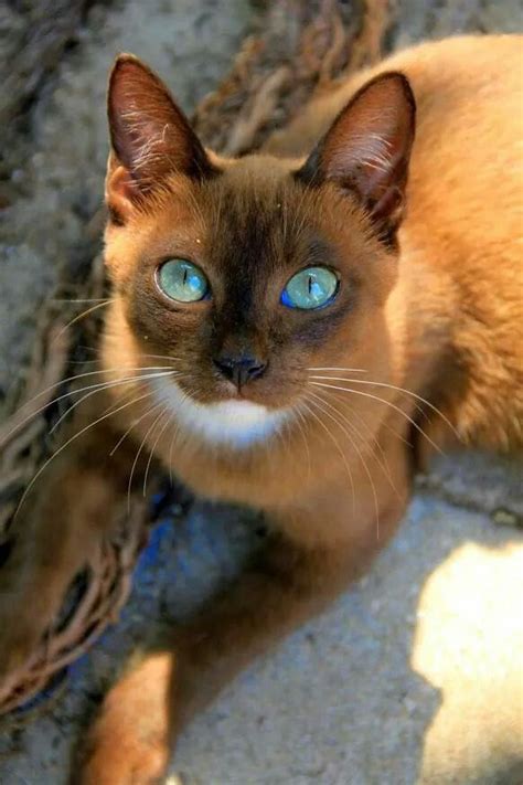 Turquoise Eyes Pretty Cats Beautiful Cats Animals Beautiful Pretty