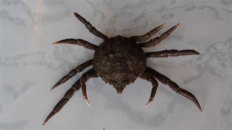 Spider Crab — Hudson River Park