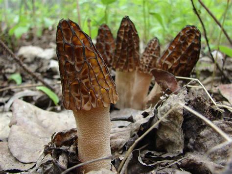 Світ грибів України Morchella Elata