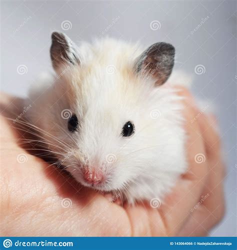 White Syrian Hamster Stock Photo Image Of Mouse Syrian 143064066