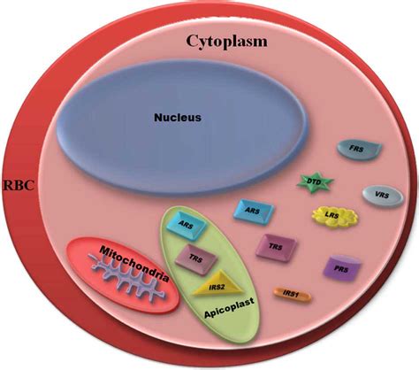 Chemical Compounds That Occurs As Non Living Inclusions In Cytoplasm
