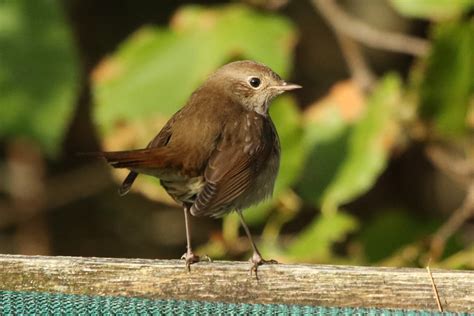 Thrush Nightingale By Duncan Watson Birdguides