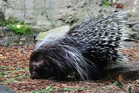 Can Porcupines Shoot Their Quills Answered Wildlife Informer