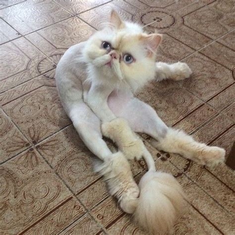 Persian cat gets a lion cut haircut. Persian Cat Facts | Cat haircut, Cat facts, Cats
