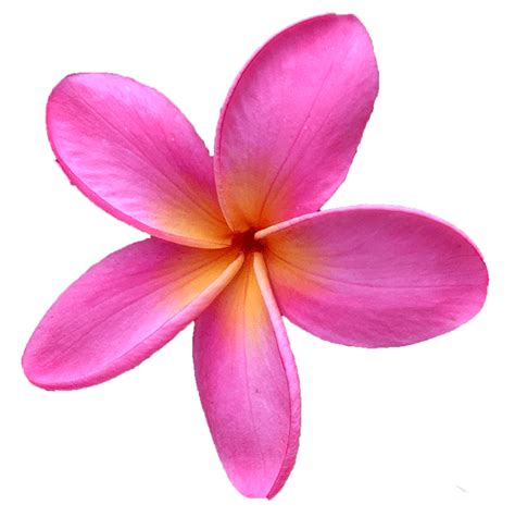 If a customer has a problem rooting our plumeria, they can simply contact us for replacement cuttings or receive a complete refund of the purchase price. Maui Plumeria Gardens