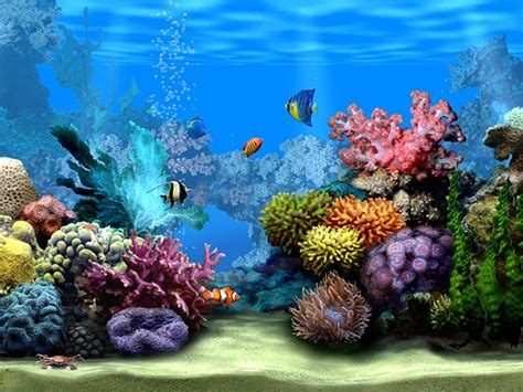 Fondo Marino Del Arrecife De Coral Fondos De Pantalla En Movimiento