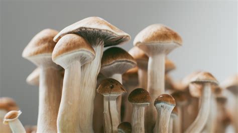 Magic Mushrooms Science Behind This Psychedelic Wonder