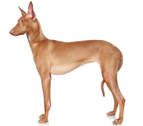 Pharaoh Hound Dog Breed Guide