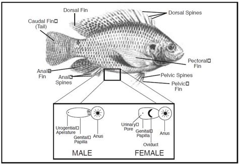 Fish Reproductive System