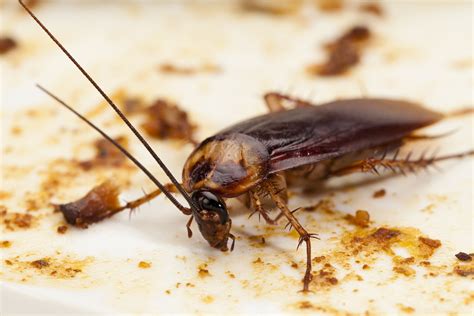 Do Cockroaches Carry Diseases All About Roaches
