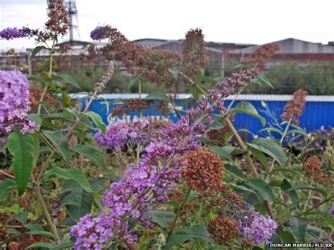 In 2002 plantlife ran a county flowers campaign to assign flowers to each of the counties of the united kingdom and the isle of man. Buddleia: The plant that dominates Britain's railways ...