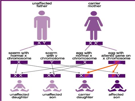 Ppt Sex Linked Genes Powerpoint Presentation Free Download Id6782320