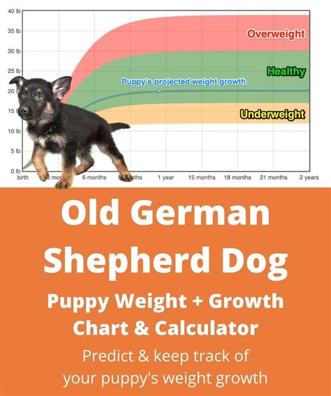 Old German Shepherd Dog Weightgrowth Chart 2024 How Heavy Will My