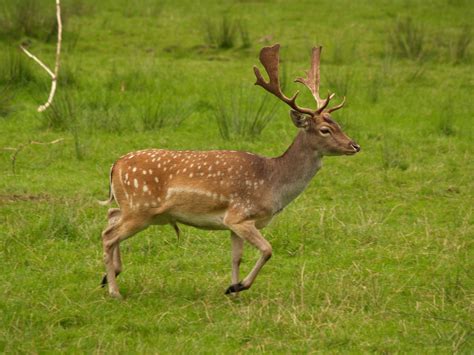 Fallow Deer Suffolk Pest Control Company