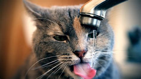 Thirsty Cat Hd Desktop Wallpaper Widescreen High Definition Fullscreen