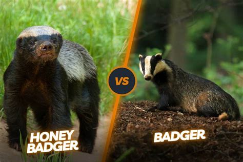 Badger Vs Honey Badger The Ultimate Badger Showdown