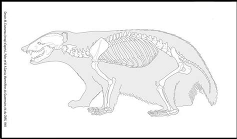 Badger Anatomy Animal Sketches Animal Skeletons Animal Drawings