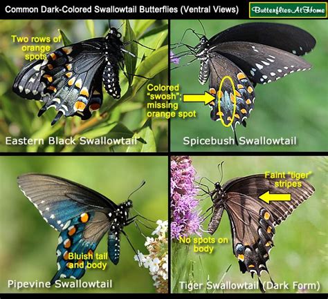 Swallowtail Butterfly Comparison Is It A Black Swallowtail Or A