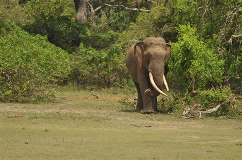 Photo Gallery Sri Lankan Elephants Healthy Wildlife
