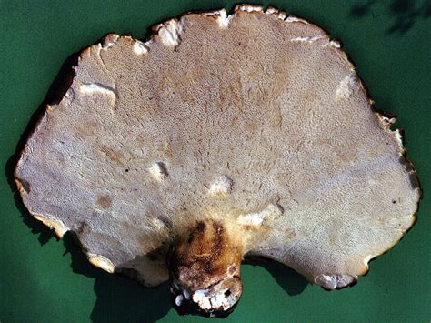 Polyporus Squamosus