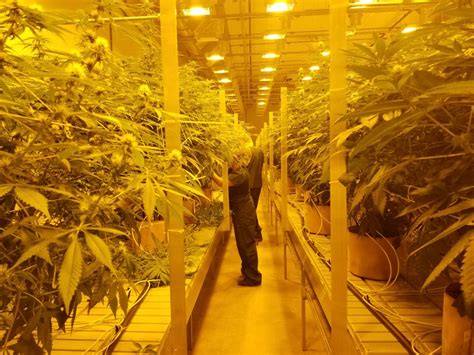 Acreage Holdings CEO Views Canopy Growth Deal as Prelude to Larger Merger with Constellation ...