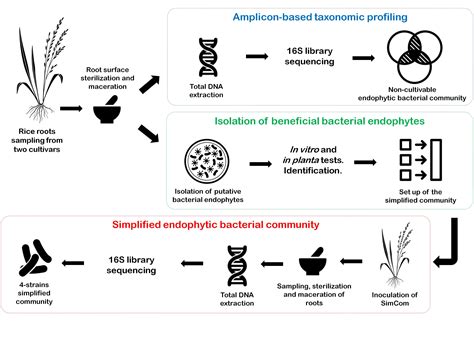 Microorganisms Free Full Text Bacterial Microbiota Of Rice Roots