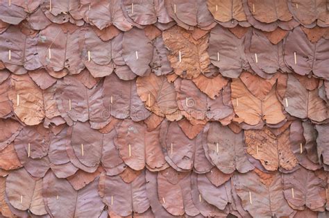 Walls Made Of Teak Leavesclose Up Background And Texture Stock Image