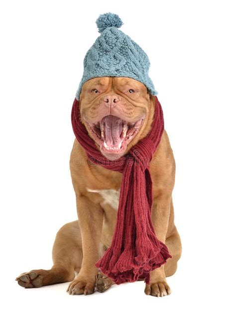 Barking Dog With Hat And Scarf Stock Image Image Of Cough Blue 22483431