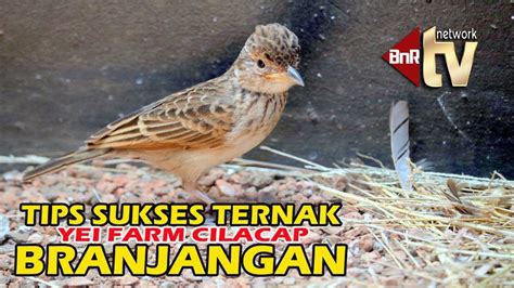 Daftar harga burung branjangan terbaru desember 2019. Gambar Branjangan Jawa : Mirafra Javanica Parva New Site ...