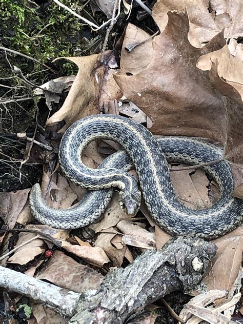 Snake Id Seen In Delaware By Edge Of Stream Rreptiles