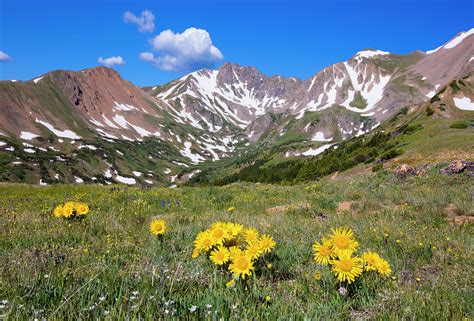 Old Man Of The Mountain Wildflowers At Herman Gulch Photograph By Rob
