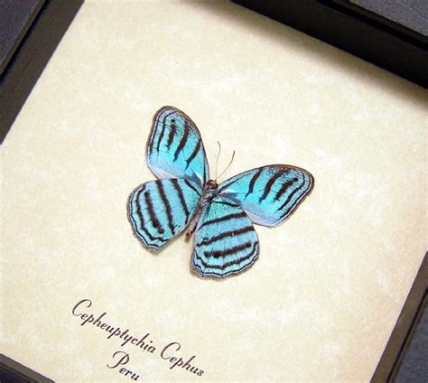 Cepheuptychia Cephus Verso Real Sky Blue Butterfly Butterflies From