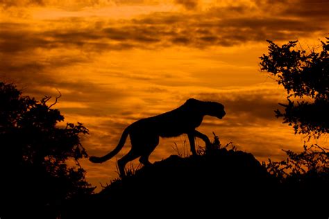 Picture Of The Day Cheetah At Sunset Twistedsifter