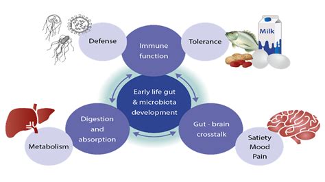 The Central Role Of The Gut Danone Nutricia Research