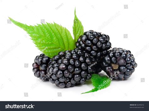 Get the latest blackberry stock price and detailed information including bb news, historical charts and realtime prices. Blackberry Stock Photo 92295016 : Shutterstock